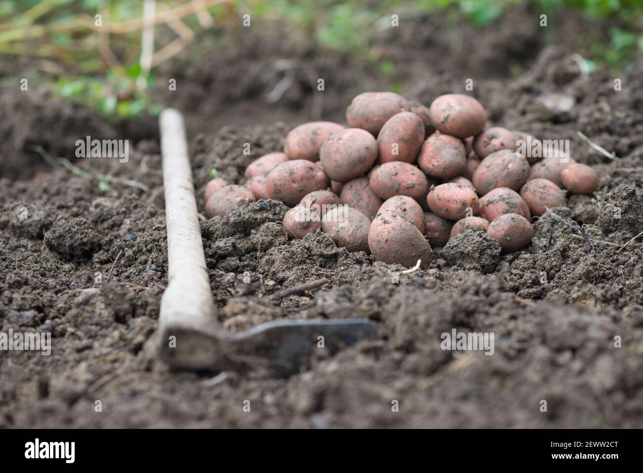 Pila di patate appena raccolte - Solanum tuberosum con zappa su campo. Raccogliere le radici di patate dal suolo in giardino fatto in casa. Agricoltura biologica, sana Foto Stock