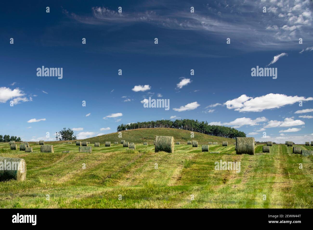 Balle rotonde di fieno su un campo di raccolta di praterie canadesi nella contea di Rocky View Alberta. Foto Stock