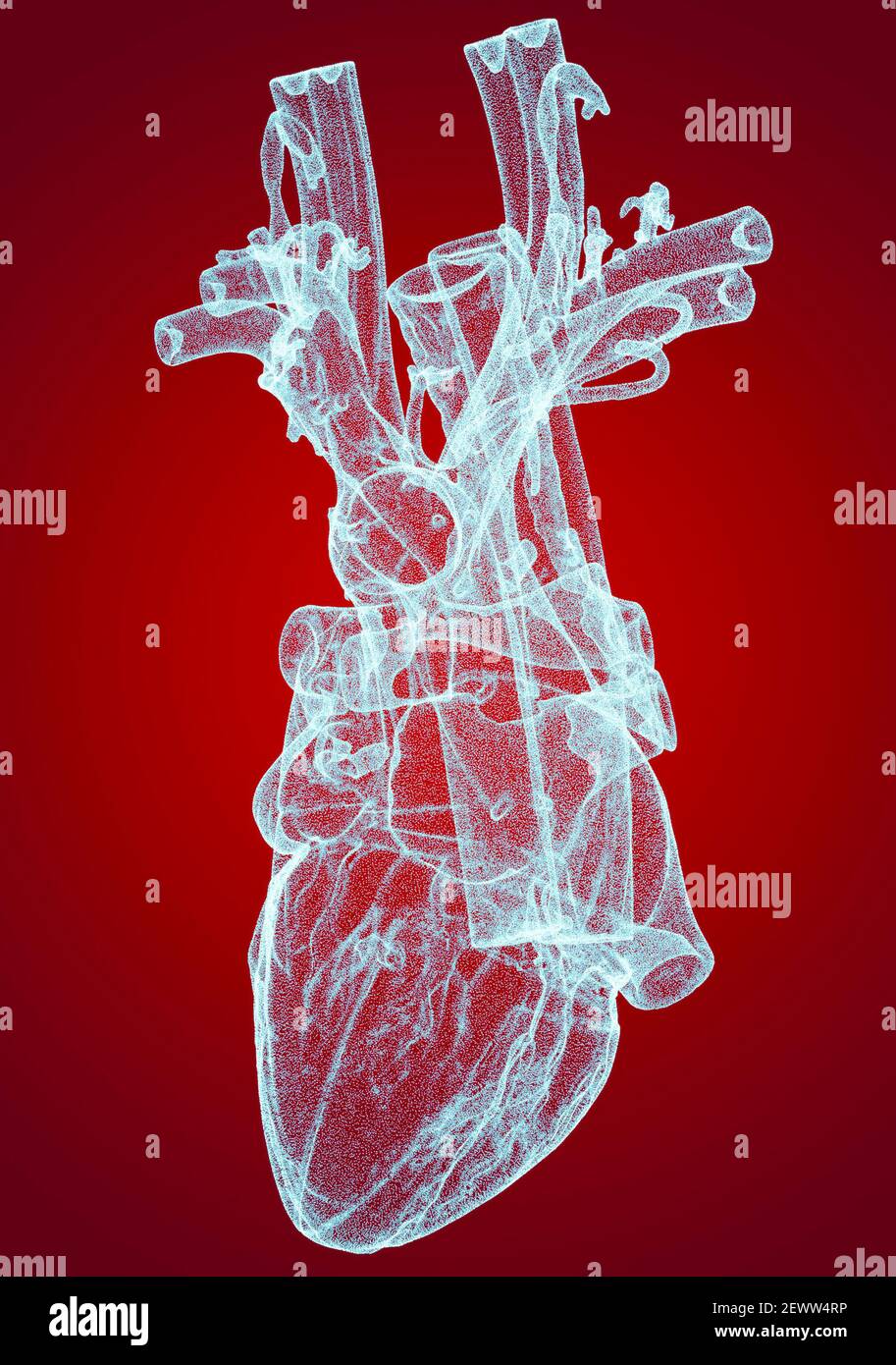 Cuore, ventricoli, anatomia umana, ventricoli cardiaci. Corpo umano, sezione. Vista raggi X. HUD. Dispositivi scientifici avanzati. Ologramma. Scanner. rendering 3d Foto Stock