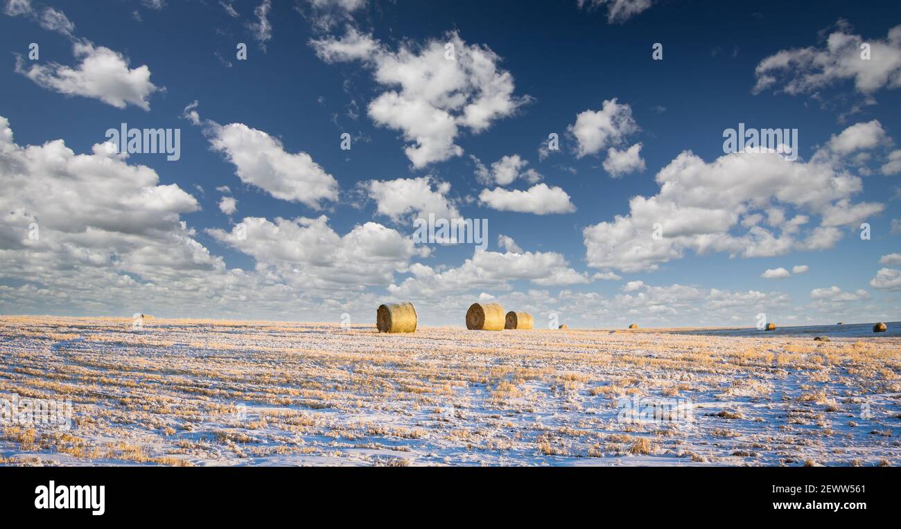 Balle rotonde di fieno su un campo invernale raccolto sulle praterie canadesi in Rocky View County Alberta. Foto Stock