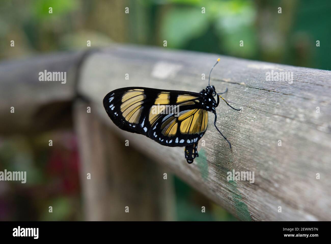 Farfalle nere e gialle a Campos do Jordão, Brasile. Foto Stock