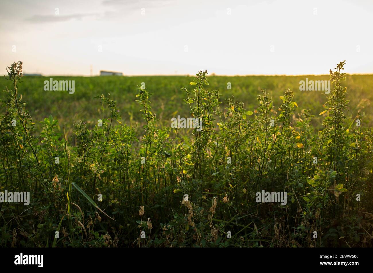 Bellissimo campo di erba medica al tramonto. Guadiana Meadows, Badajoz, Spagna Foto Stock