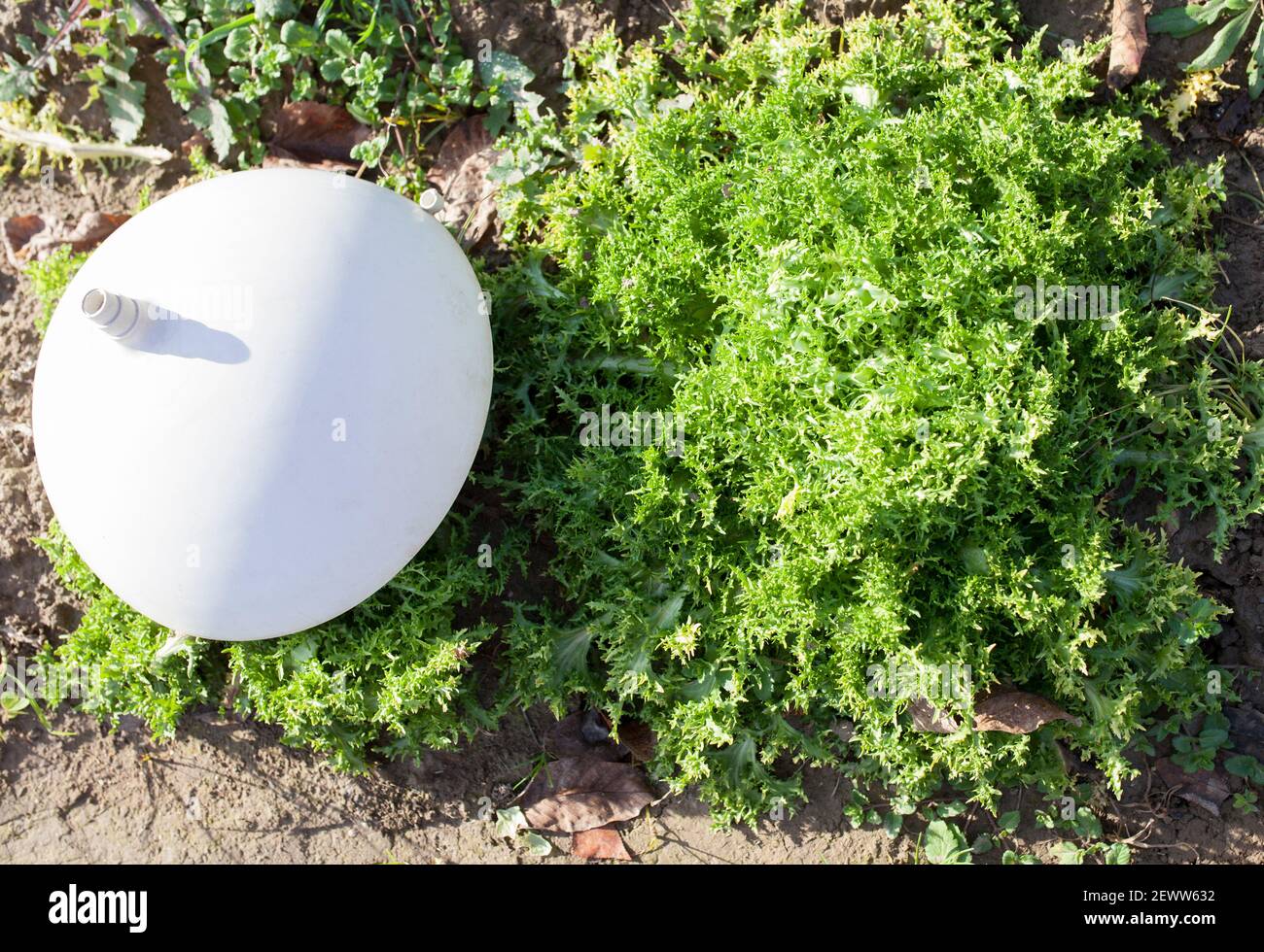 Campo endivia ricci. Questo vegetale invernale è protetto dal gelo con cappello di plastica. La Garottxa, Catalogna, Spagna Foto Stock