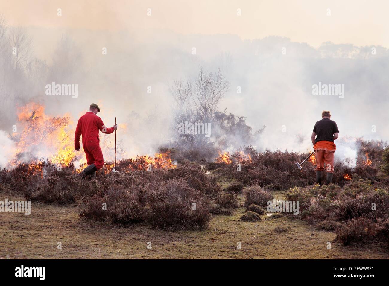 Combustione controllata di brughiera nel Parco Nazionale della New Forest. Con fumo, fiamme e lavoratori o bruciatori della commissione forestale. Foto Stock