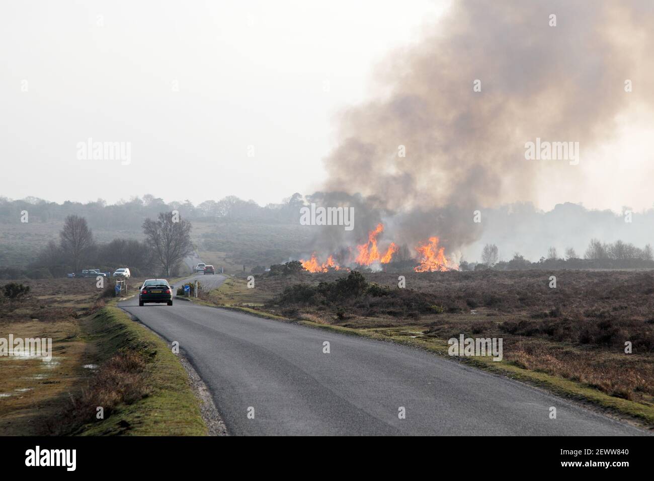 New Forest National Park gola fuoco o bruciare di brughiera. Ustioni controllate di brughiera con fiamme e fumo accanto alla strada. Foto Stock