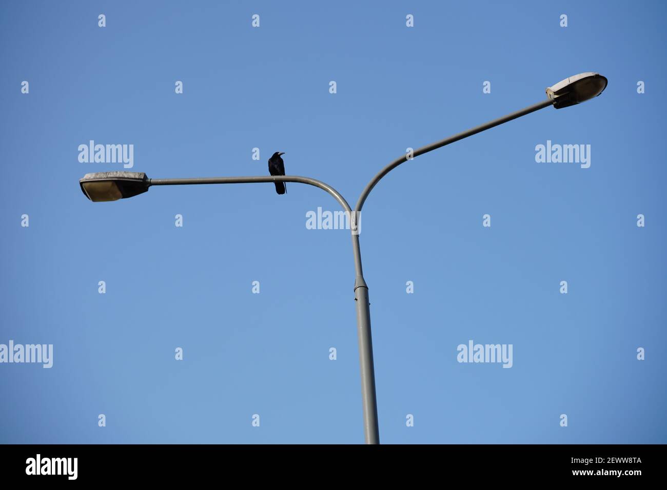 Un palo per lampada a due lati con un uccello in blu cielo Foto Stock