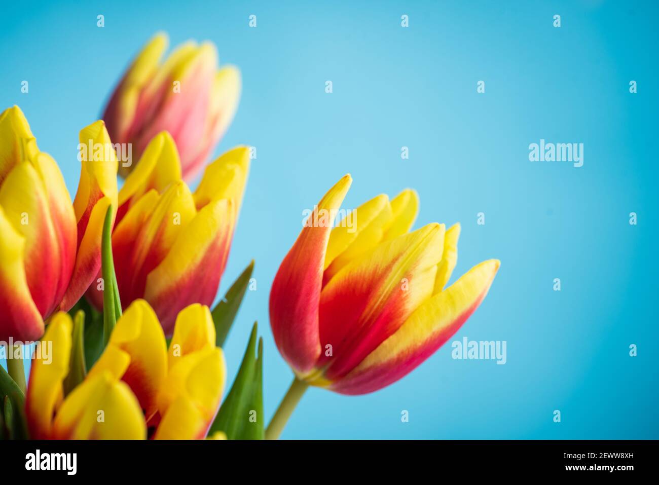 Rosso e giallo due fiori tulipani colorati su sfondo blu vista dall'alto in piano Foto Stock