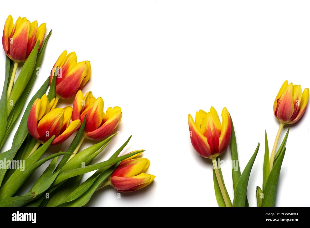 Rosso e giallo due fiori tulipani colorati su sfondo bianco vista dall'alto in piano Foto Stock