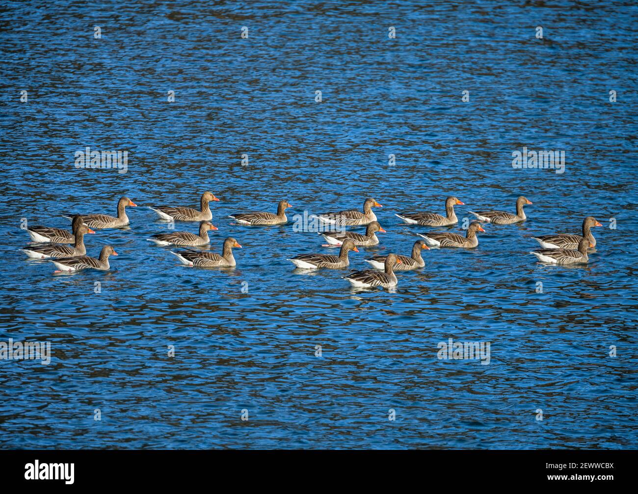un gregge di oche grigie nuota sull'acqua Foto Stock