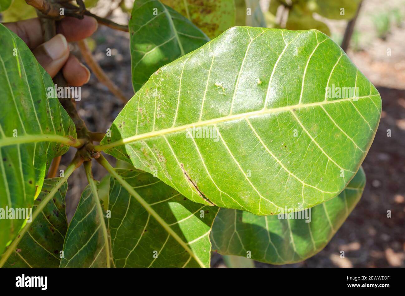 Foglia di albero di cashew Foto Stock