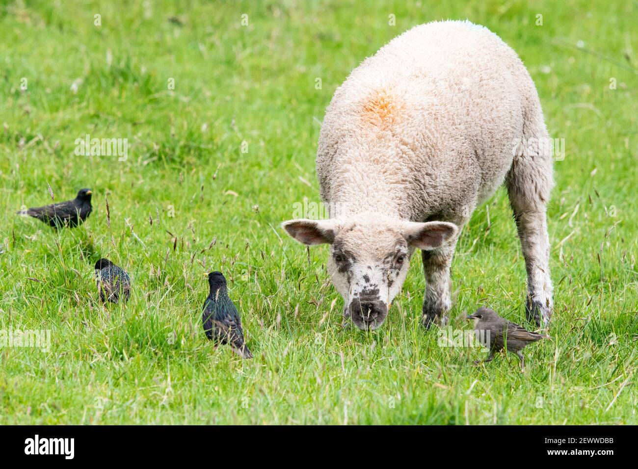 Agnello che guarda curiosamente agli Starlings in campo in Scozia, Regno Unito Foto Stock
