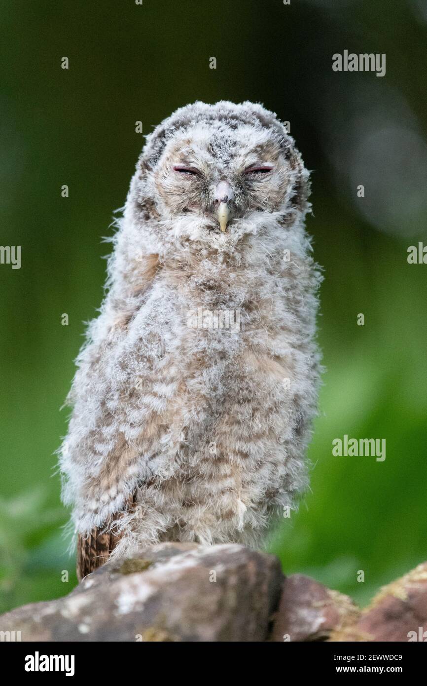 Young Tawny Owl (Strix aluco) su muro di pietra a secco all'alba - Stirling, Scozia, Regno Unito Foto Stock