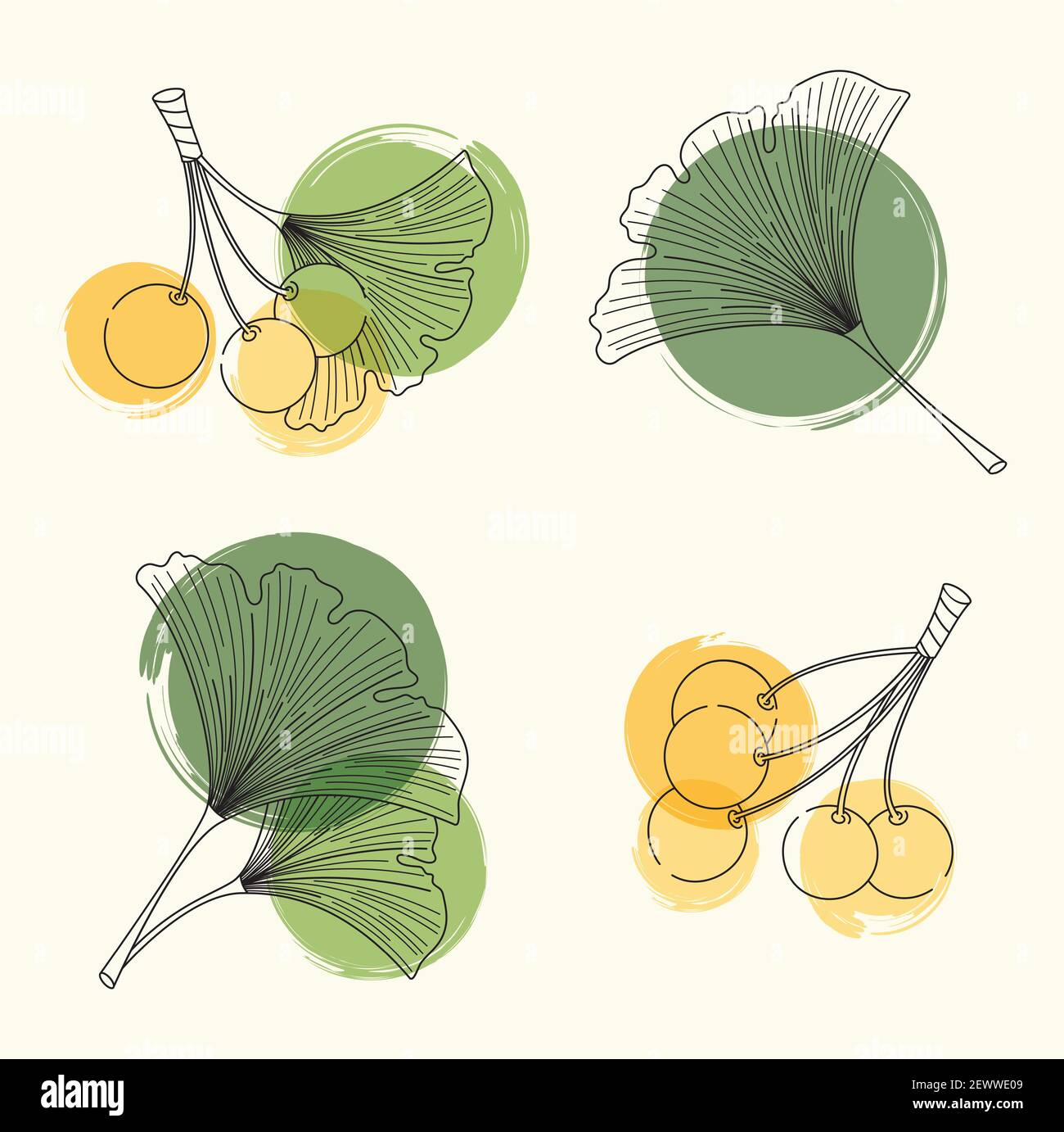 Vettore Set schizzi di foglie e bacche di ginkgo biloba. Illustrazione per i cosmetici e la medicina alternativa Illustrazione Vettoriale