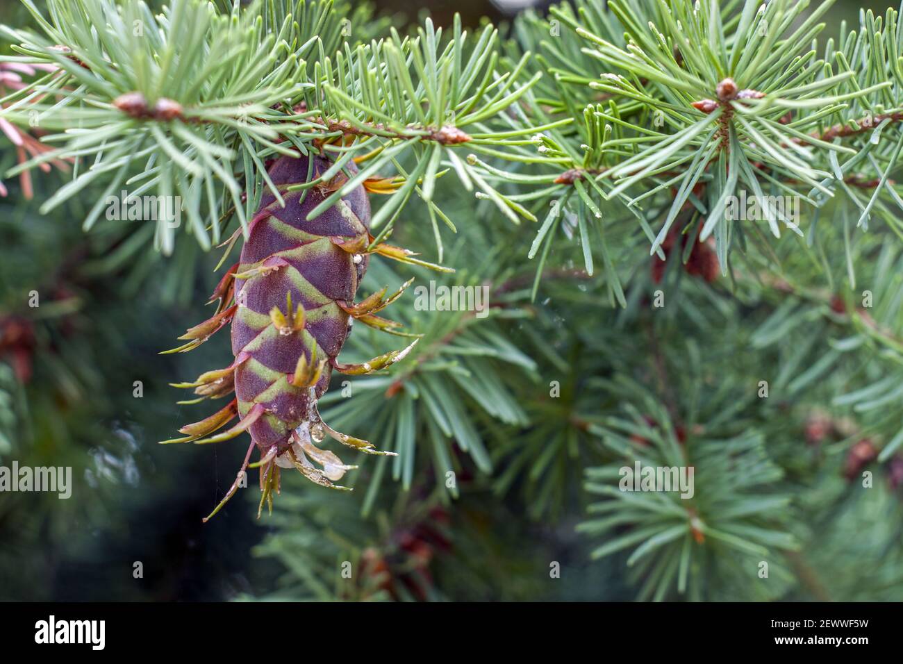 Primo piano di giovani coni di abete Douglas che mostrano il bel verde degli aghi e i colori mutevoli dei coni di maturazione. Foto Stock