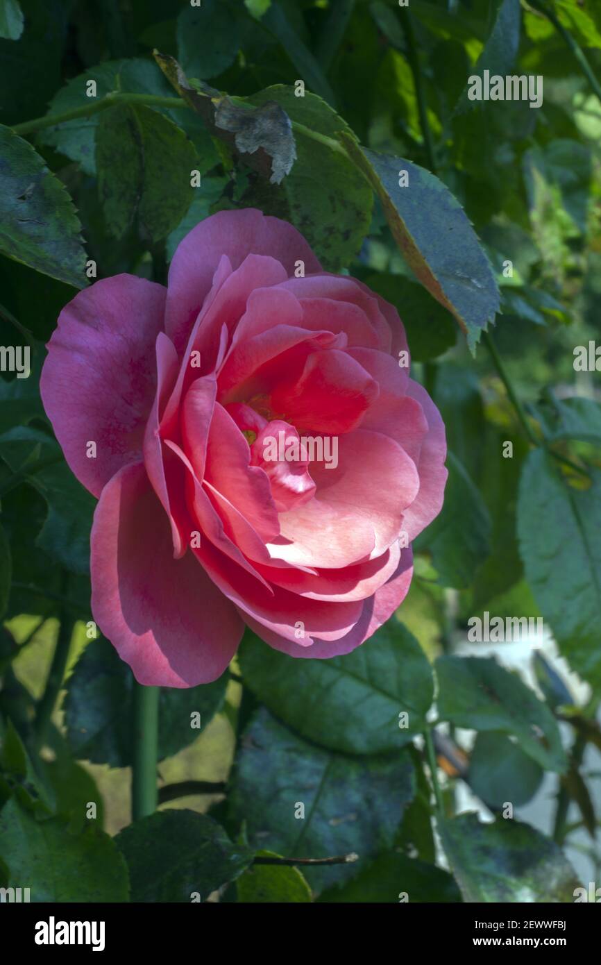Una bella rosa bagnata dai raggi del sole, su un cespuglio dal colore verde intenso. Foto Stock