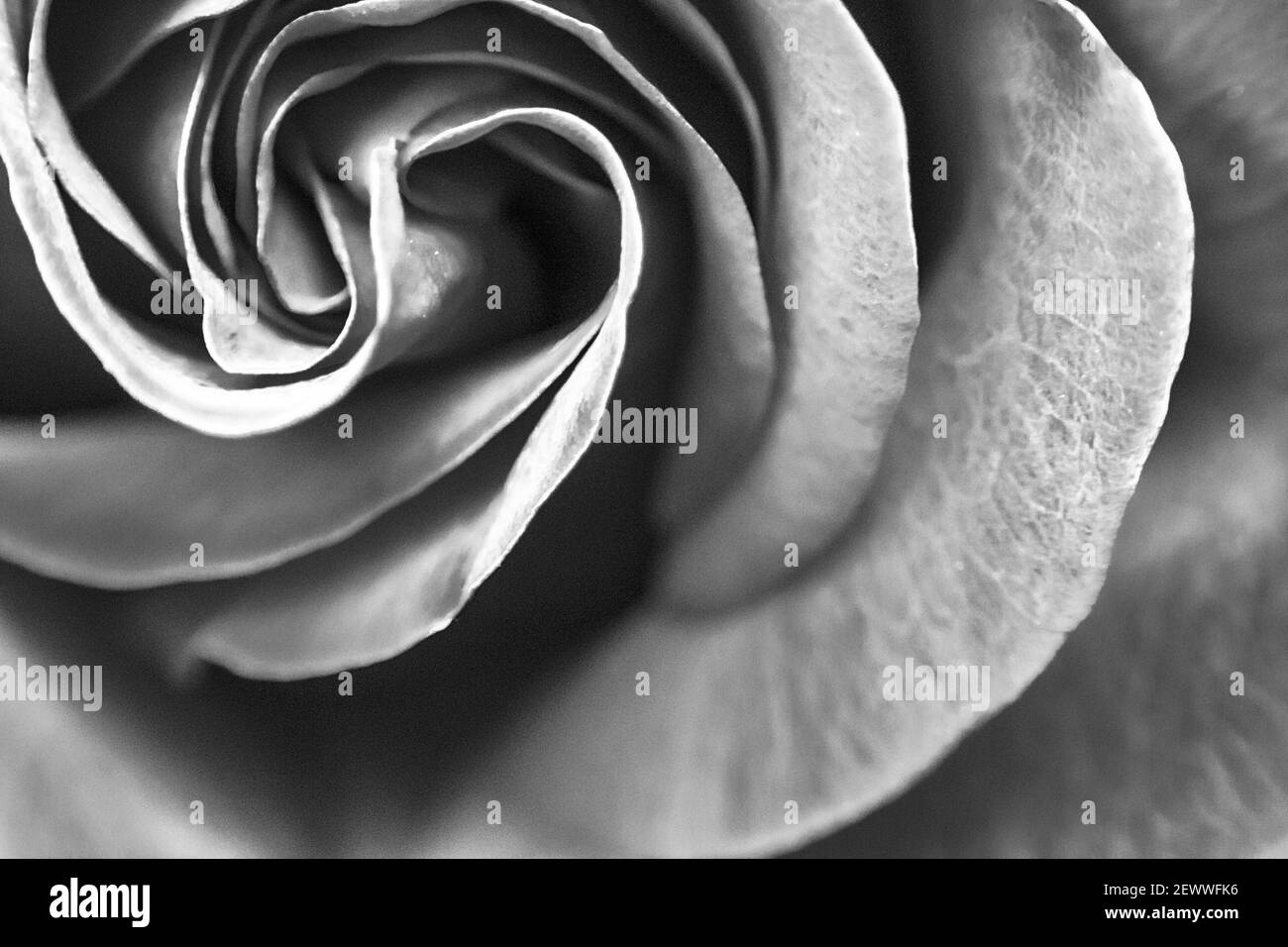 Un primo piano di una rosa rivela le sue linee spiritose e i suoi petali vellutati. Foto Stock