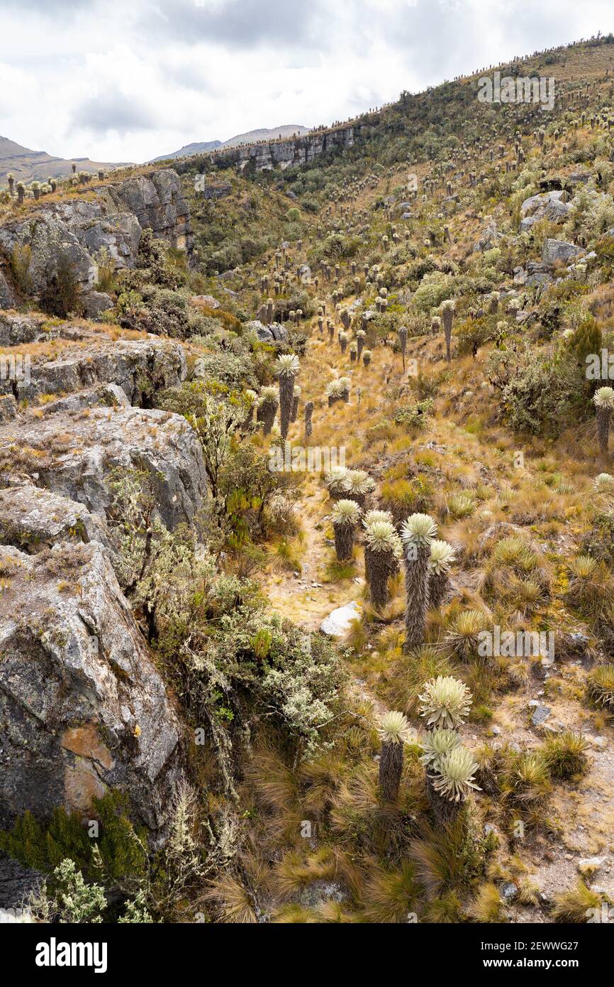 Il Parámo de Ocetá nelle Ande Cordillera, Monguí, Colombia Foto Stock