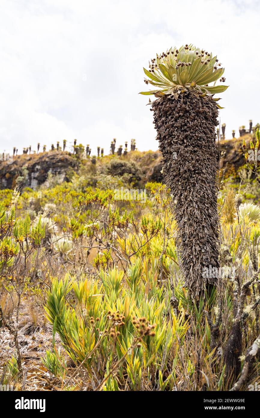 Un gigantesco frailejones, Páramo de Ocetá, Colombia Foto Stock