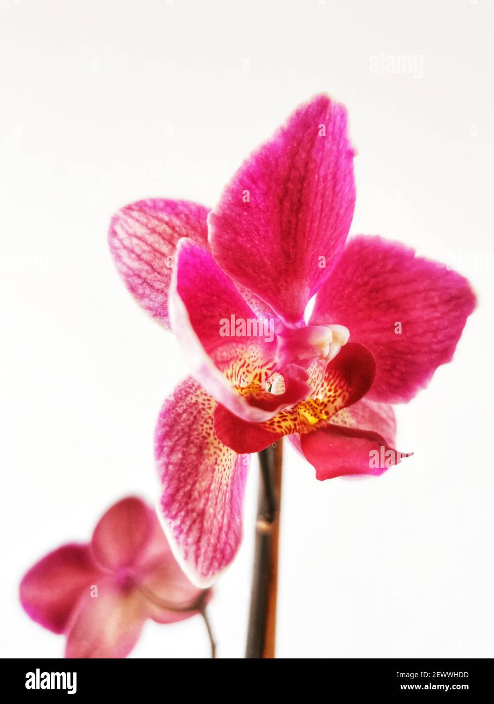 Le belle orchidee rosa falaenopsis su sfondo bianco Foto Stock