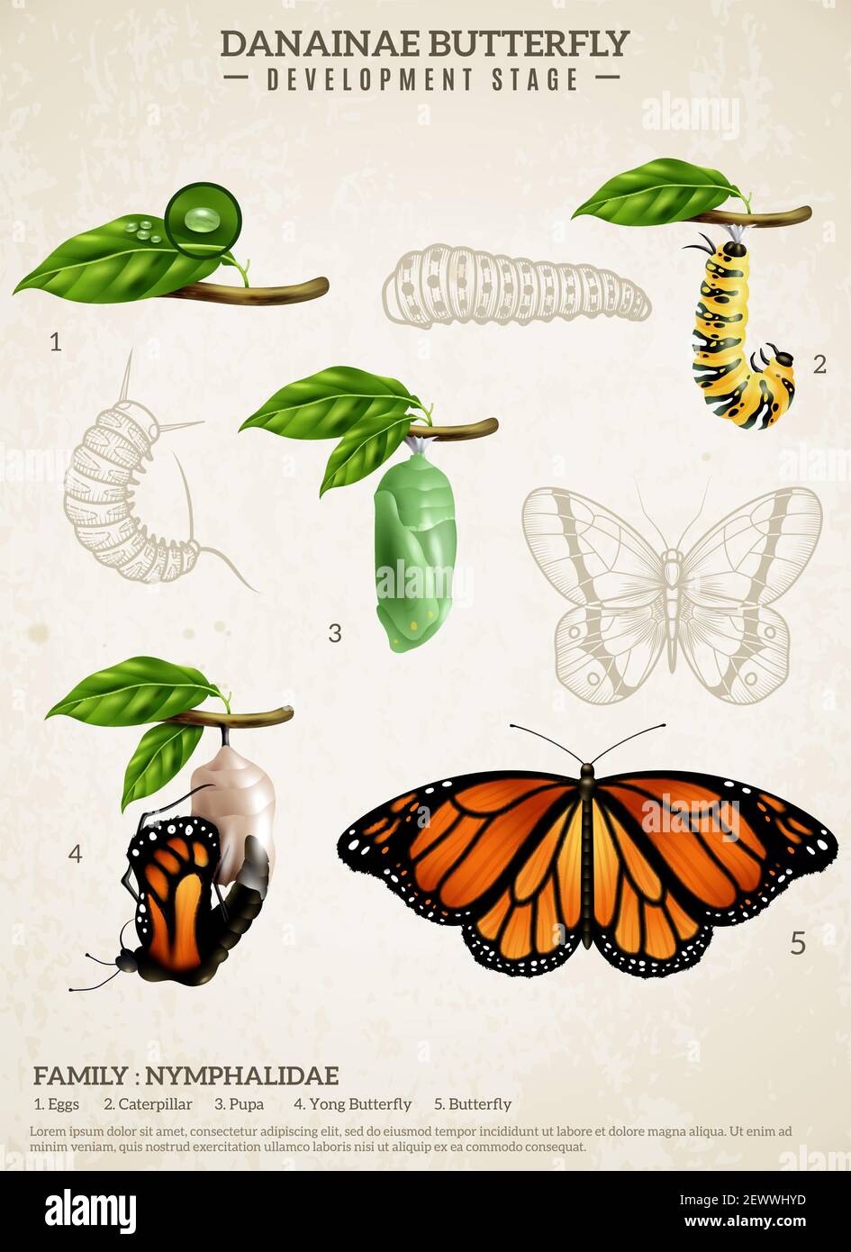Entomologia poster realistico che presenta le fasi di sviluppo di danainae farfalla di appartenenza alla illustrazione vettoriale della famiglia nymphalidae Illustrazione Vettoriale