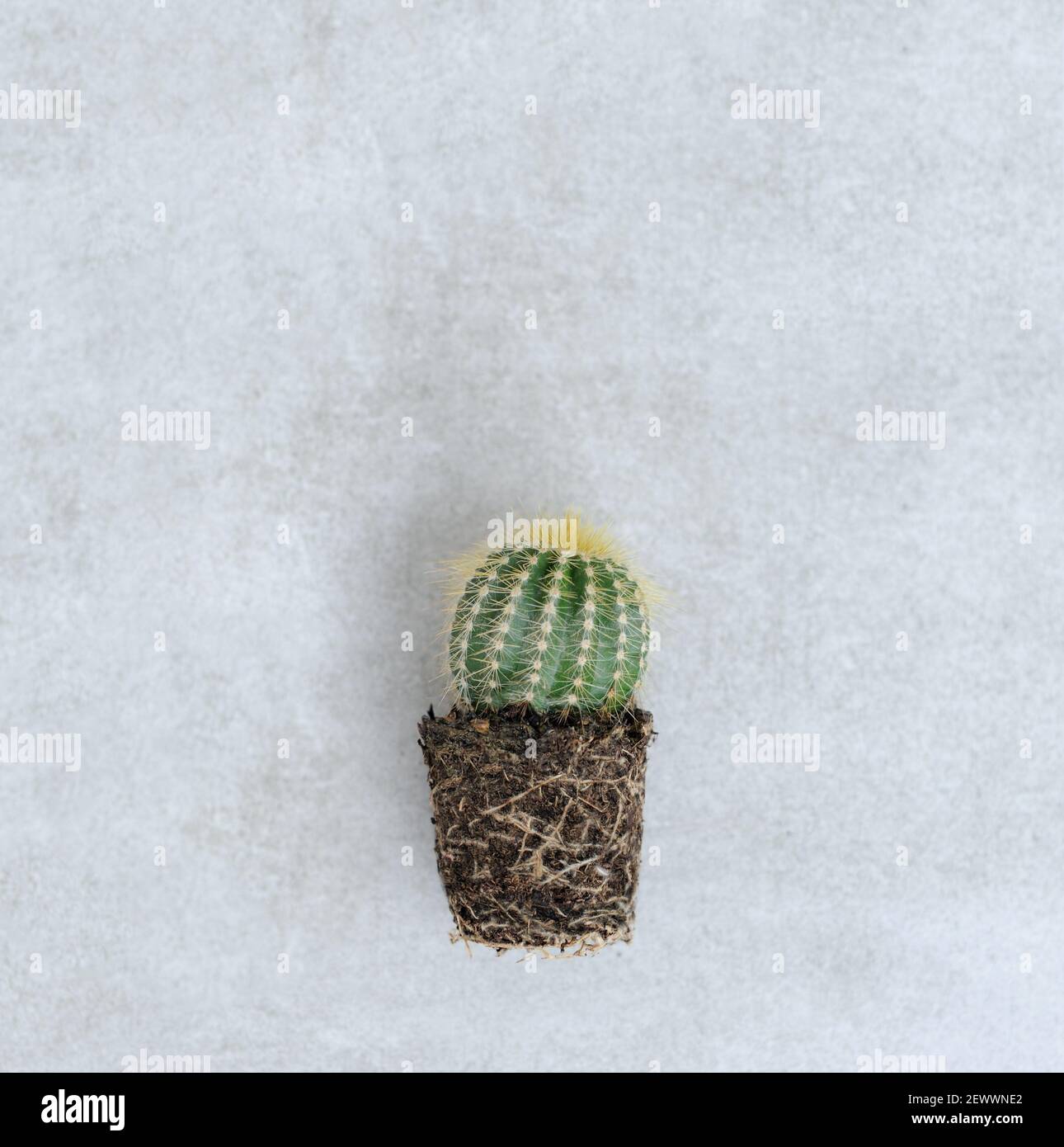 Piccolo cactus succulente sempreverde con radici su fondo di pietra grigio. Decorazione della casa della pianta con luce naturale. Concetto minimo di natura. Foto Stock