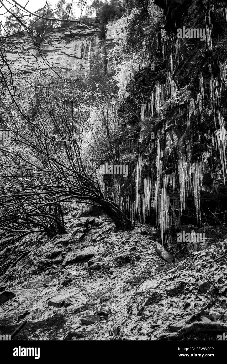 Arbusti ricoperti di ghiaccio e Icicles in una foresta, bianco e nero. Foto Stock