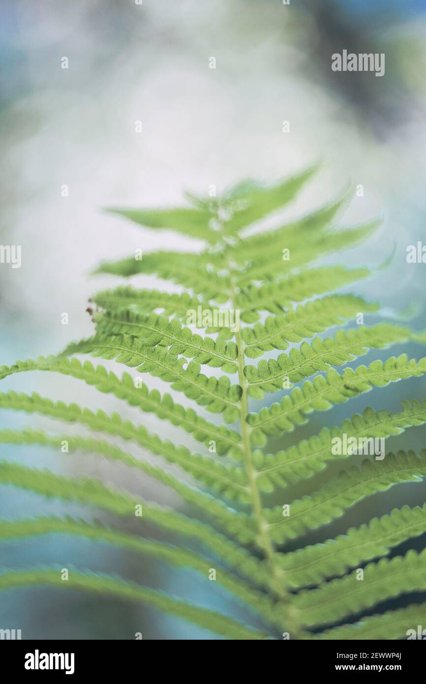 Primo piano di pianta di felce in foresta Foto Stock