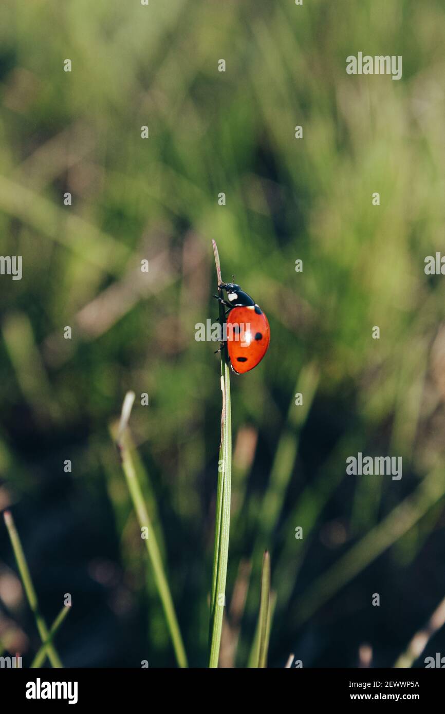Ladybug su erba verde e fresca Foto Stock