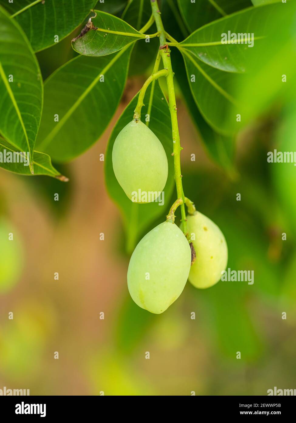 Il mazzo di giovani prugne mariane sull'albero. Foto Stock