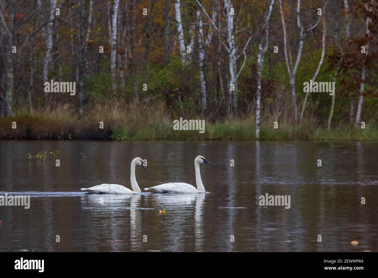 Cigni trombettieri che riposano su un lago selvaggio nel Wisconsin settentrionale. Foto Stock