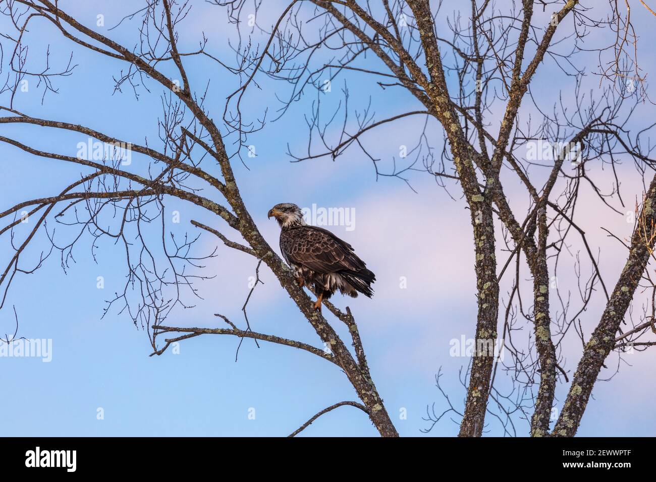 Aquila di mare immatura arroccata in un albero nel Wisconsin settentrionale. Foto Stock
