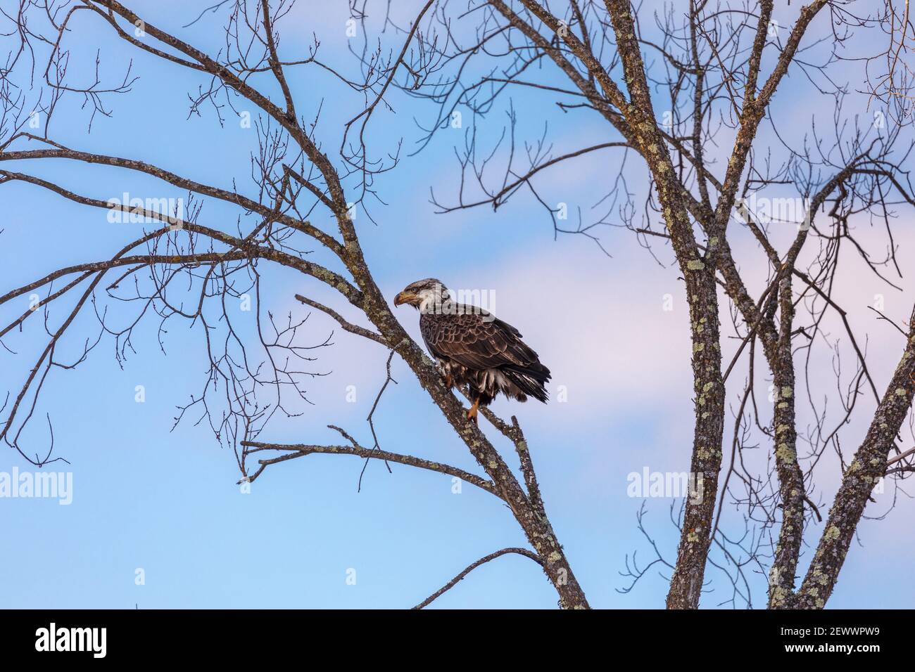 Aquila di mare immatura arroccata in un albero nel Wisconsin settentrionale. Foto Stock