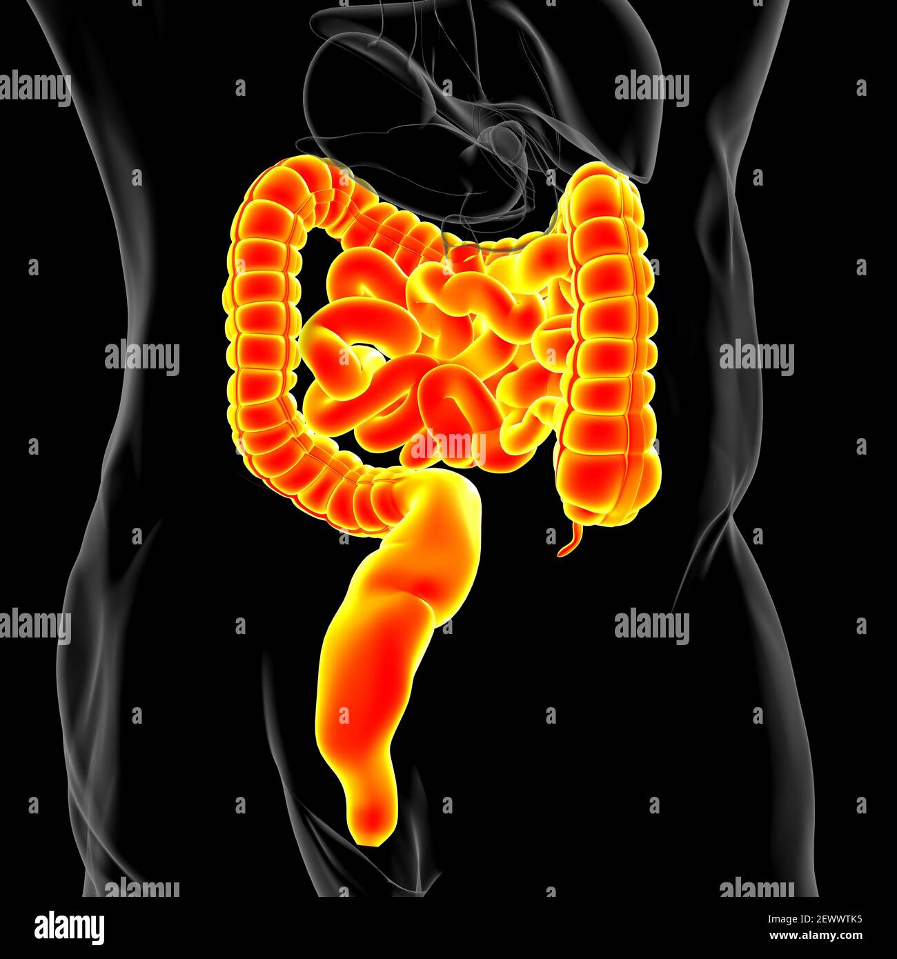 Illustrazione 3D dell'intestino tenue e dell'intestino tenue Anatomia del sistema digestivo umano per il concetto medico Foto Stock