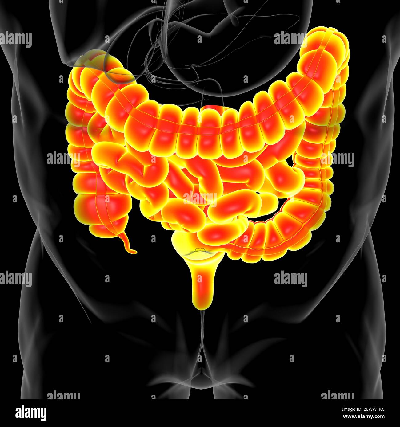 Illustrazione 3D dell'intestino tenue e dell'intestino tenue Anatomia del sistema digestivo umano per il concetto medico Foto Stock