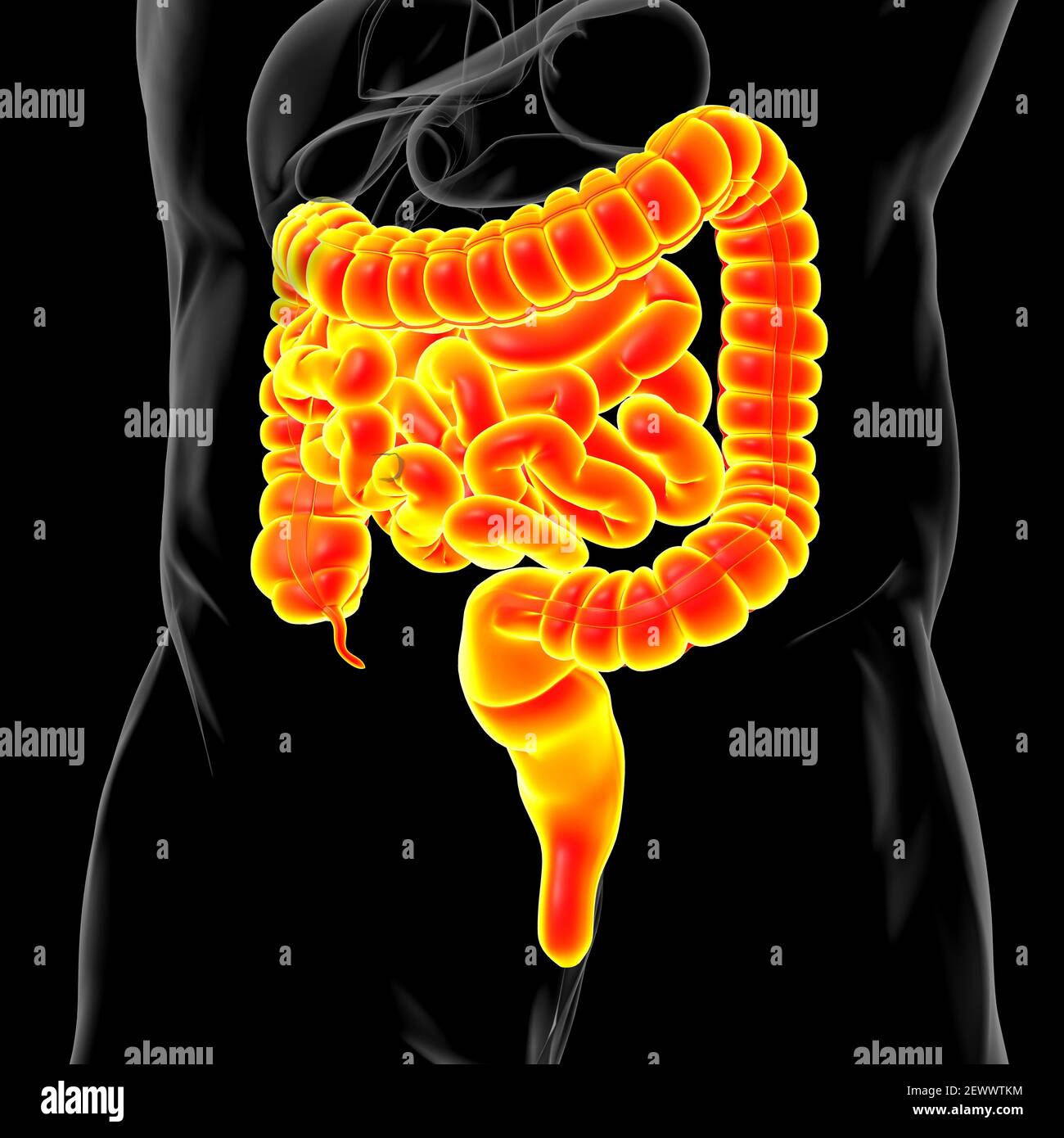 Illustrazione 3D dell'intestino tenue e dell'intestino tenue Anatomia del sistema digestivo umano per il concetto medico Foto Stock