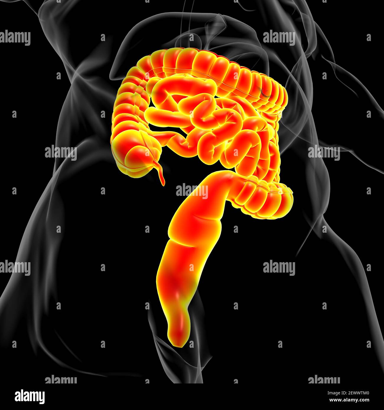 Illustrazione 3D dell'intestino tenue e dell'intestino tenue Anatomia del sistema digestivo umano per il concetto medico Foto Stock