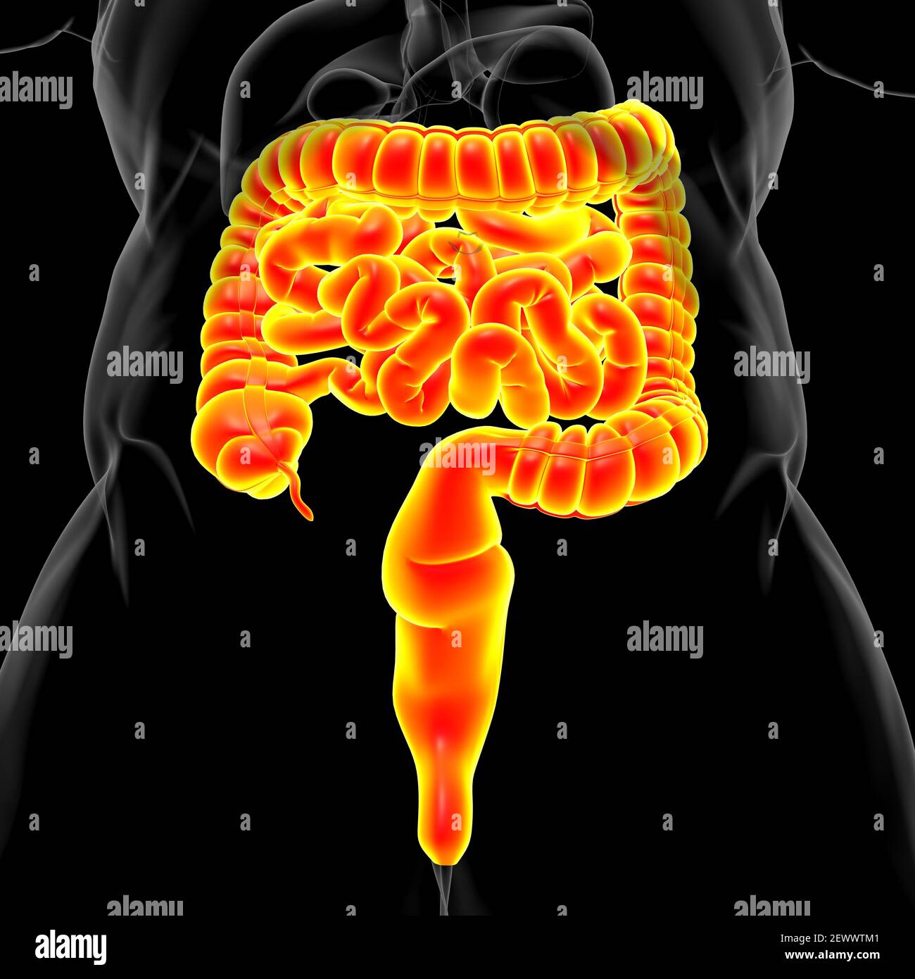 Illustrazione 3D dell'intestino tenue e dell'intestino tenue Anatomia del sistema digestivo umano per il concetto medico Foto Stock