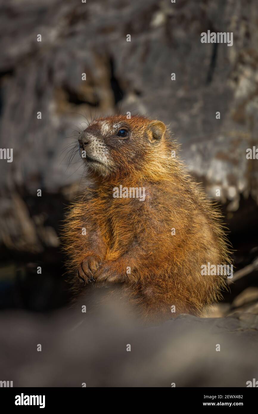 Marmotta di ventre giallo, Albion bacino, poco pioppi neri americani Canyon dello Utah Foto Stock