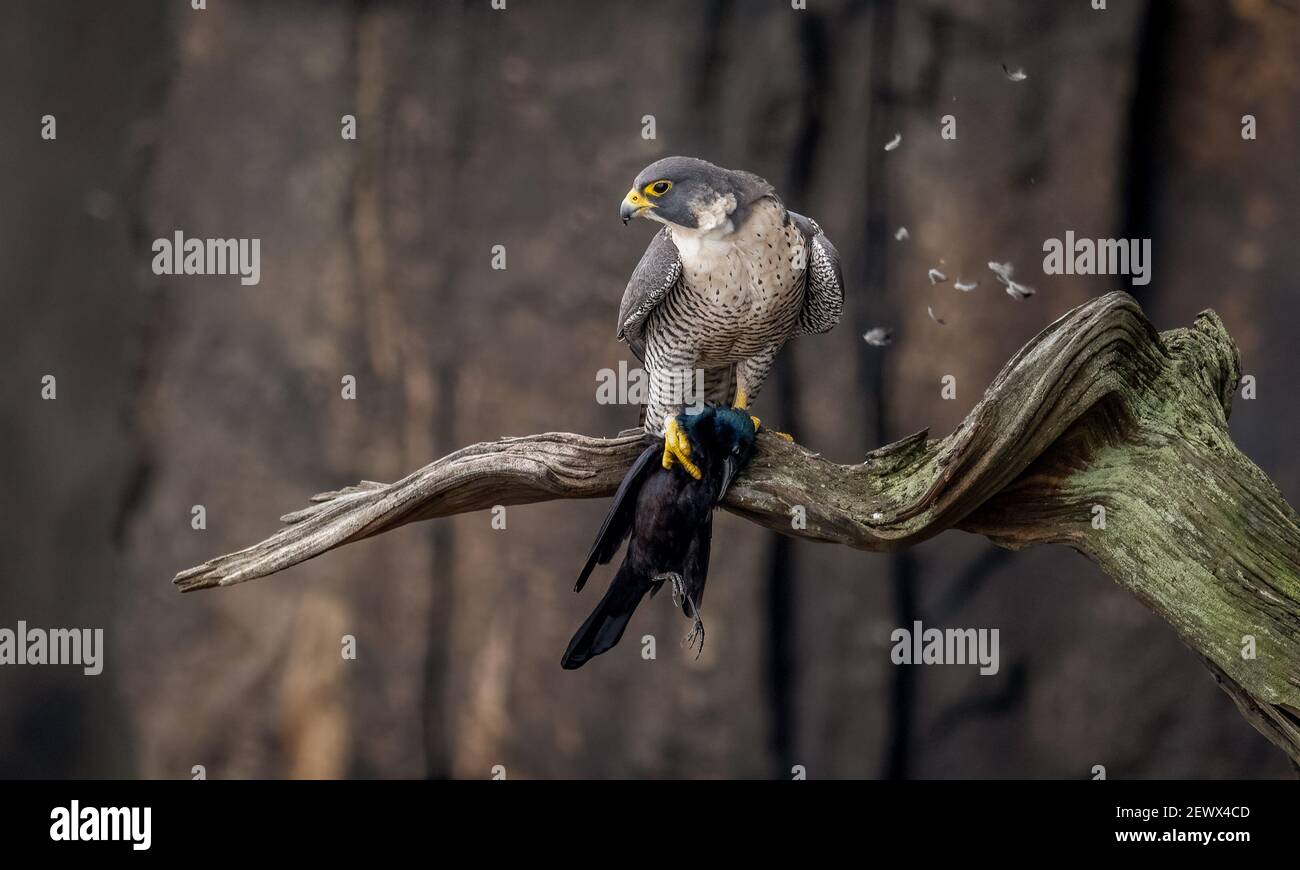 Una foto di falco pellegrino Foto Stock