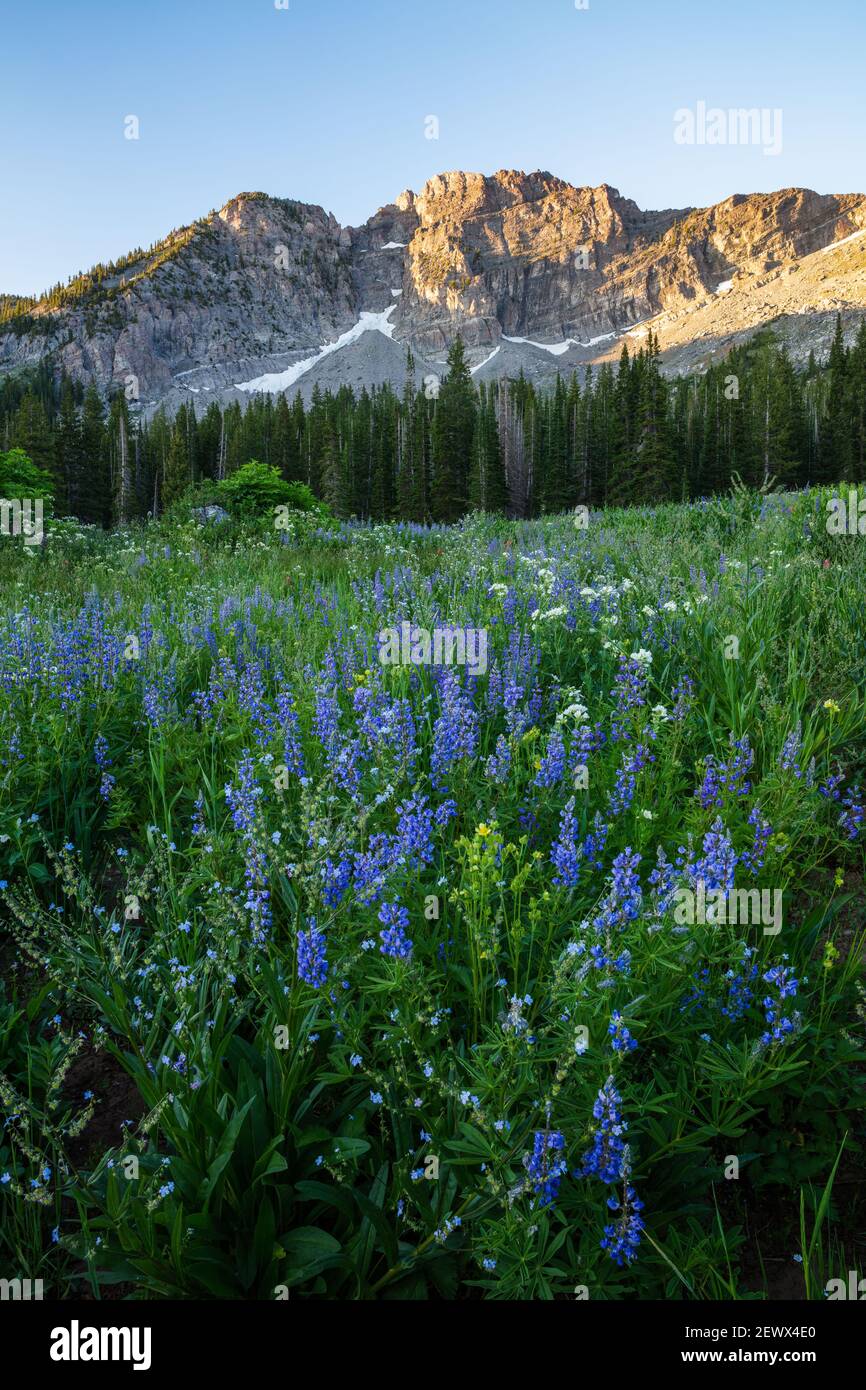 Campo di fiori selvatici sotto il castello del Diavolo, Albion Basin, Little Cottonwood Canyon, Wasatch Mountains, Utah Foto Stock