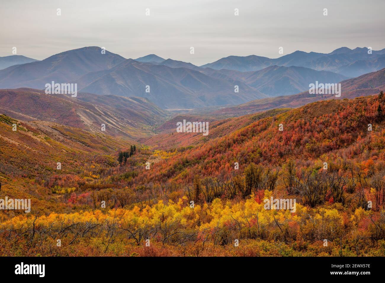Colori autunnali, Alpine Loop, Uinta National Forest, Wasatch Mountains, Utah Foto Stock
