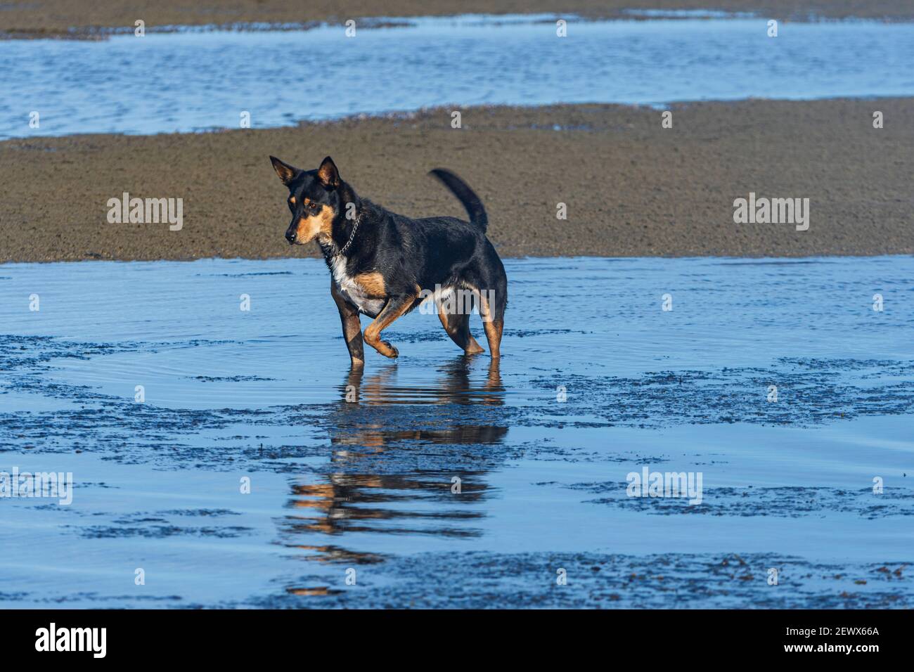 Cane Kelpie che gioca in acqua sulla spiaggia a Beachmere, Queensland, QLD, Australia Foto Stock
