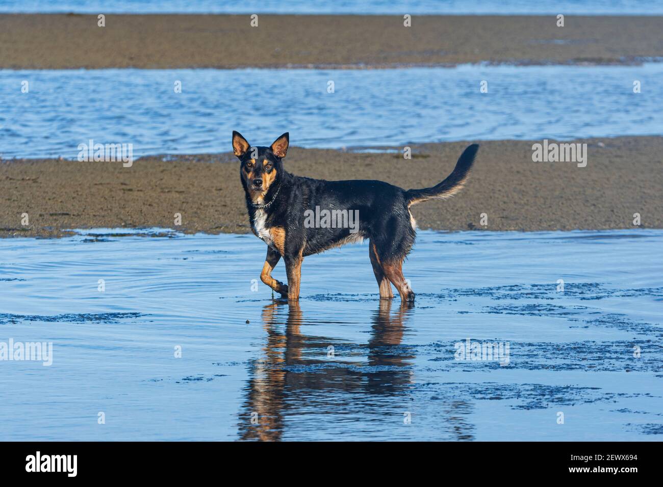 Cane Kelpie che gioca in acqua sulla spiaggia a Beachmere, Queensland, QLD, Australia Foto Stock