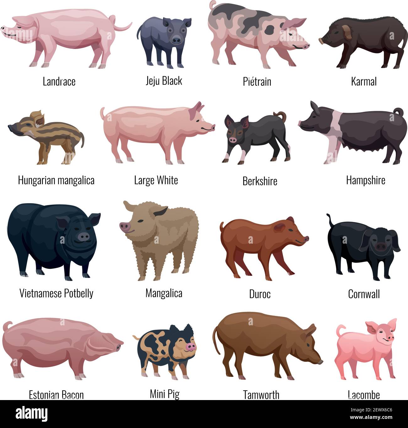 Set di icone di maiale con mini maiale e razze Hampshire piatto illustrazione vettoriale isolata Illustrazione Vettoriale