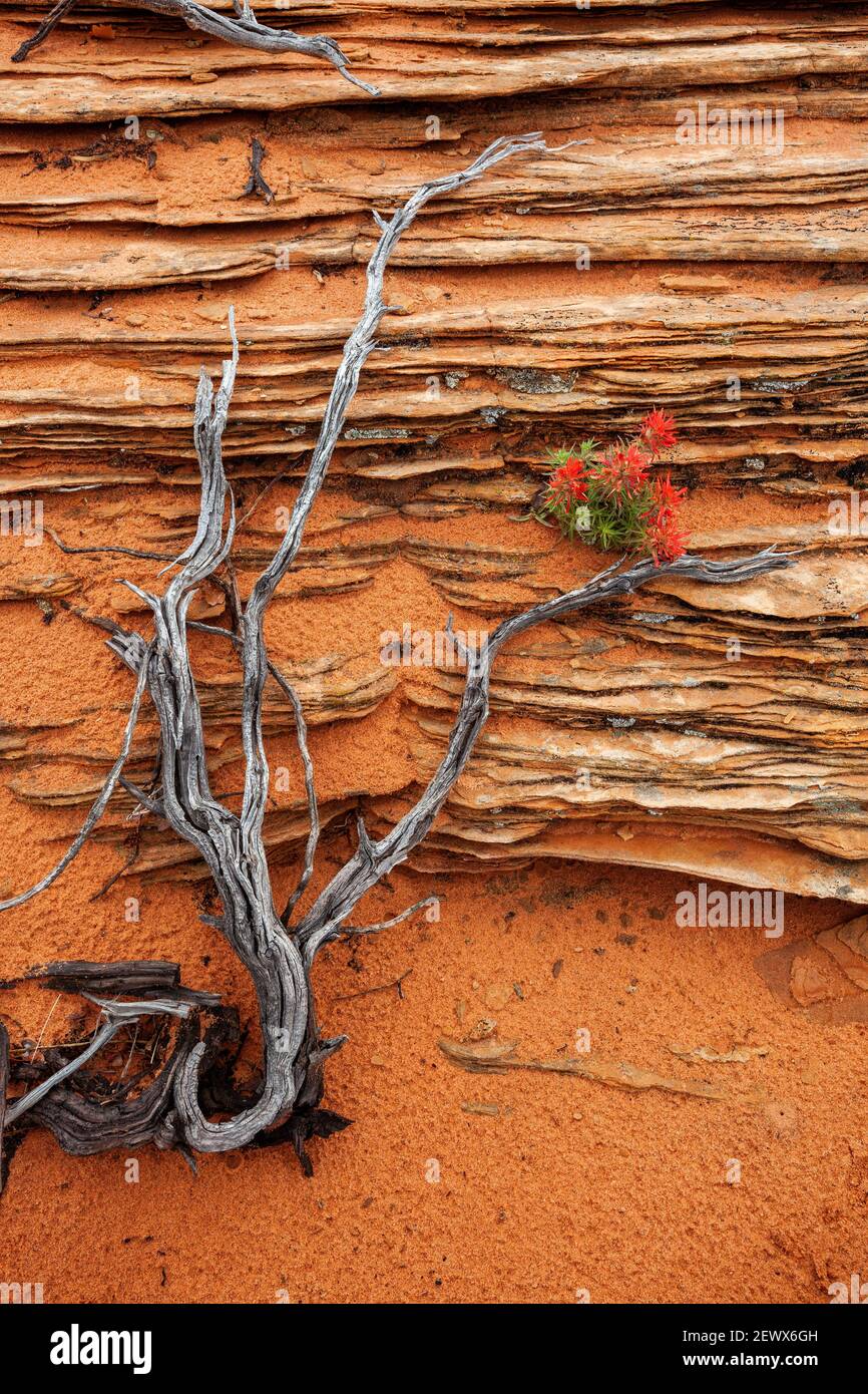 Dead Sagebrush scheletro e vernice rossa contro strati di arenaria, Vermilion Cliffs National Monument, Arizona Foto Stock