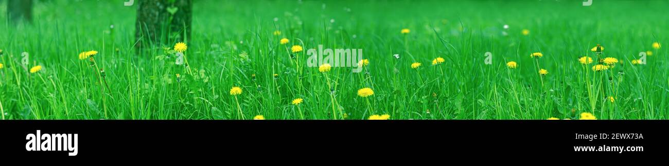 fiori primaverili in erba verde. panorama ultra-ampio di giardino prato pieno di dandelioni Foto Stock