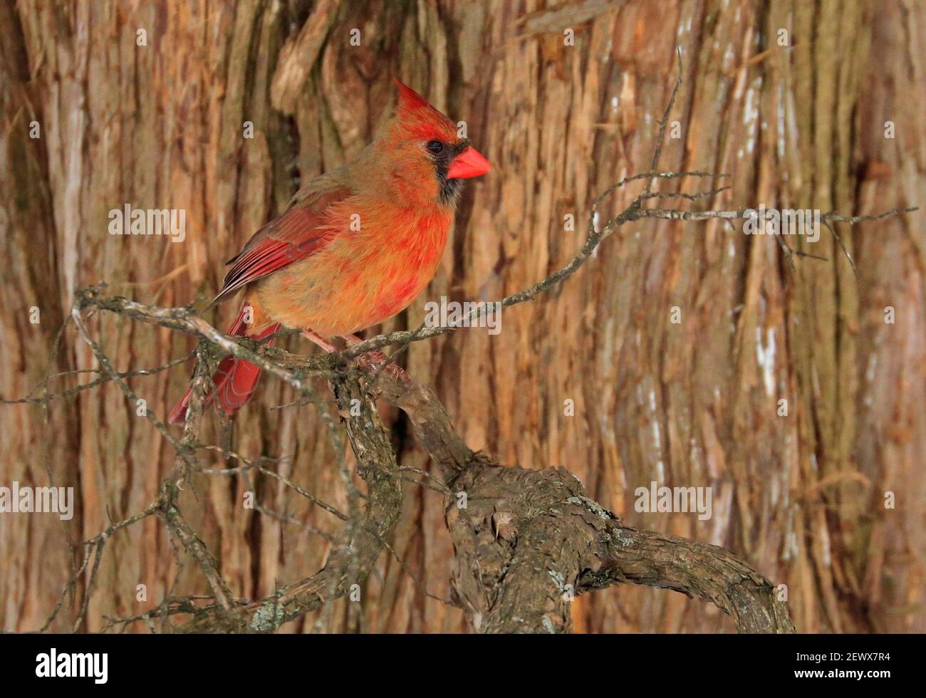 Femmina cardinale del nord che siede su un ramo di albero, Quebec, Canada Foto Stock