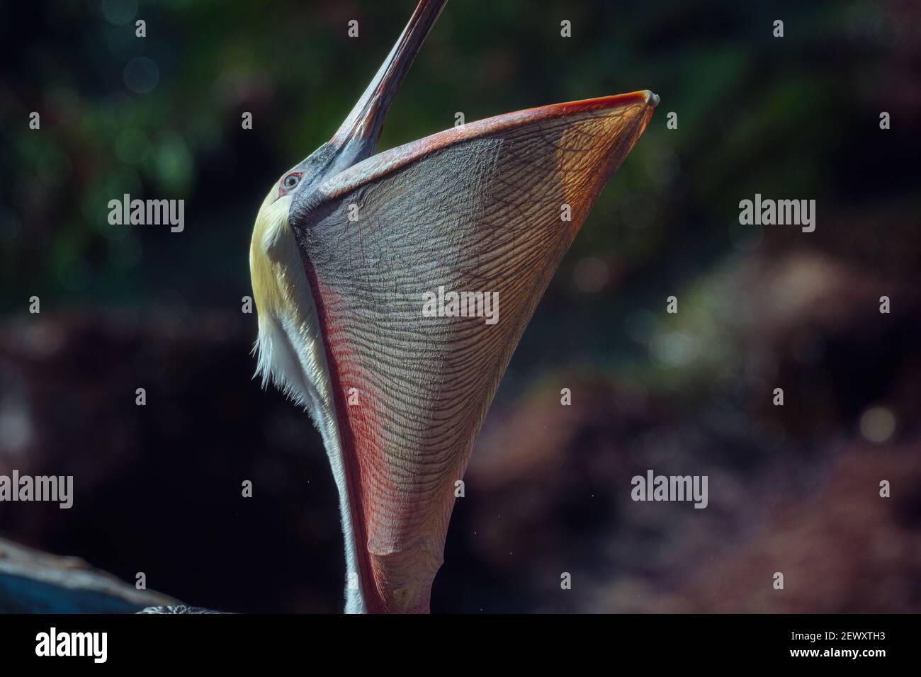 Primo piano del sacchetto californiano Pelican che allunga la gola Foto Stock