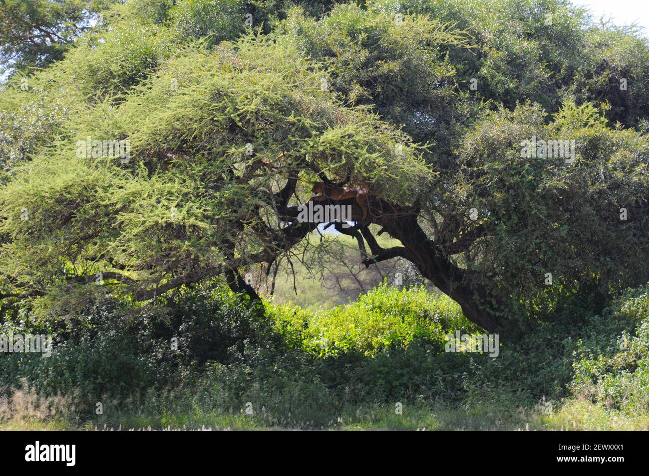 Una rara leonessa di arrampicata su alberi si estendeva per un pisolino in un albero in Tanzania, Africa. Foto Stock