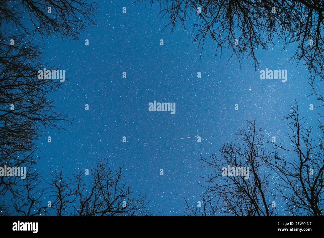 Night Sky Stars sopra gli alberi di quercia rami in primavera. Cielo stellato naturale sopra Woods. Notte cielo sfondo Foto Stock